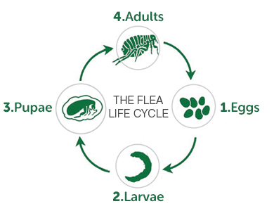 The flea life cycle: Eggs, larvae, pupae, adults.