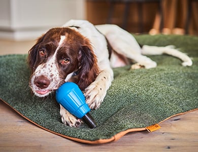 Chien qui joue à l'intérieur avec jouet obee BeOneBreed