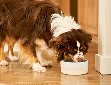 Chien qui mange de la nourriture sèche