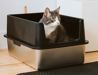 cat and litter box