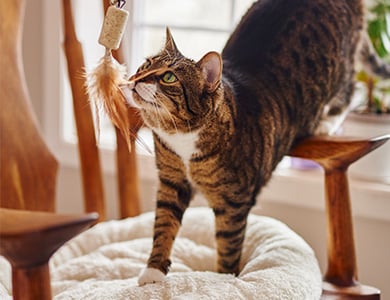 Chat qui joue avec un agace-chat