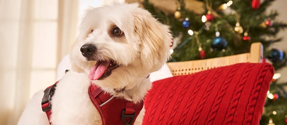 10 meilleures idées-cadeaux pour chiens en exclusivité chez Mondou