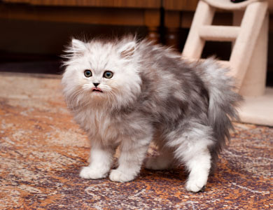 petit chaton gris et blanc à poil long qui a peur et qui fait le dos rond