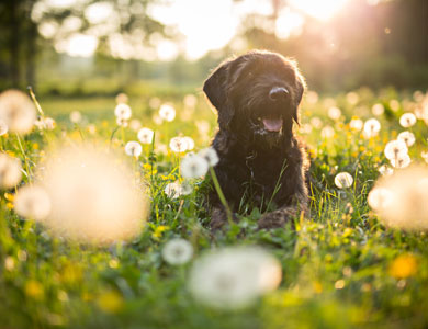 dog in a dandelion patch