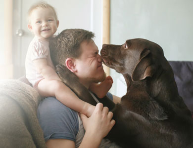Un bébé souriant est assis sur les épaules d'un homme et un chien labrador brun est assis devant l'homme et lui lèche le nez