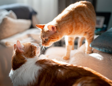 a ginger tabby and a white and ginger cat press their noses together to smell each other