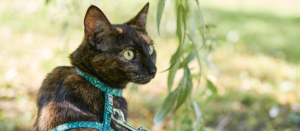 Taking your cat outdoors: how to do it right the first time