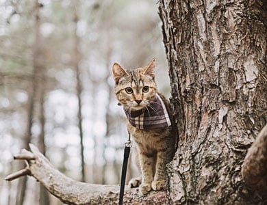 short-haired tabby with harness climbing a tree