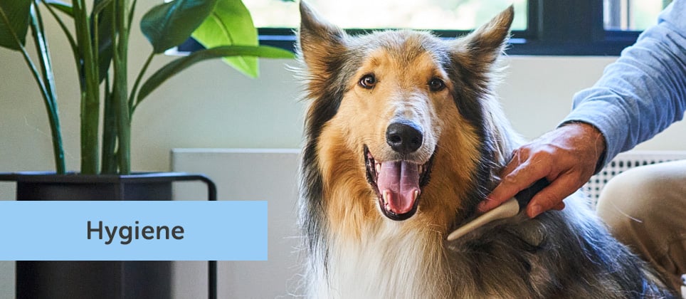 Dog shedding explained: causes, seasonal shedding and grooming tips