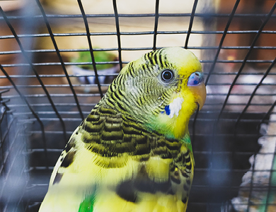 Oiseau dans sa cage