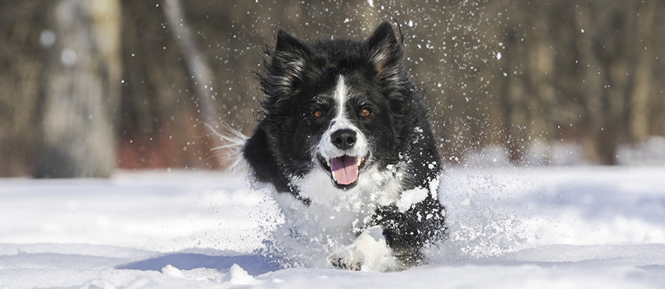 Sports à pratiquer en plein air avec votre chien cet hiver