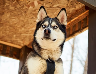 Husky dog outside