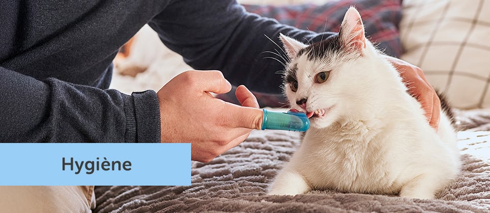 Comment brosser les dents de son chat &agrave; la maison