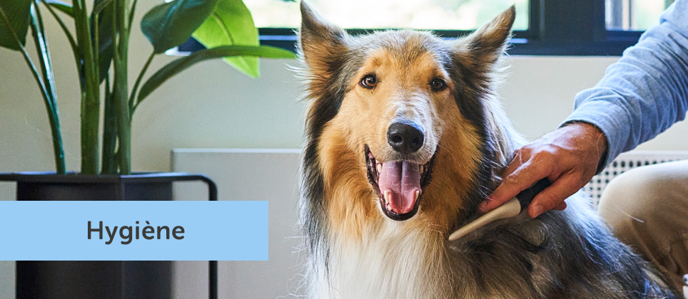 La mue du chien : causes, p&eacute;riodes et conseils pour r&eacute;duire la perte de poils