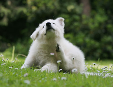 itchy white puppy sitting on the grass