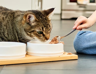 Cat eating from a lick mat