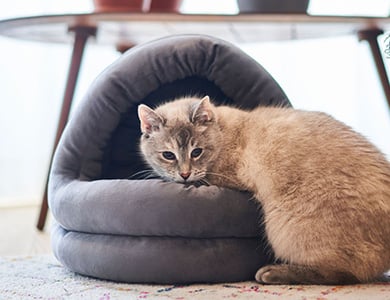 Vieux chat dans sa cachette