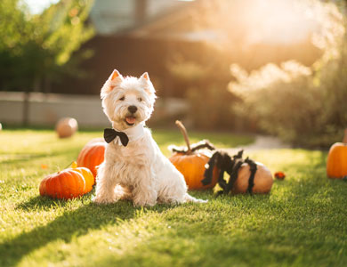 terrier blanc portant un noeud papillon