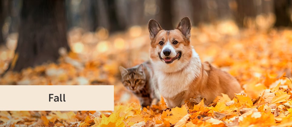 5 ways to keep your cat or your dog happy this autumn