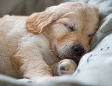 chiot golden retriever qui dort