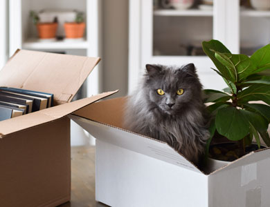 chat gris dans une boîte