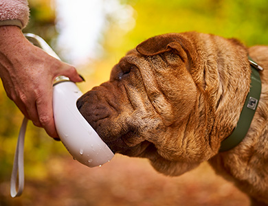 Un chien qui boit de l'eau dans une bouteille d'eau portative
