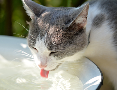 chat qui boit de l'eau