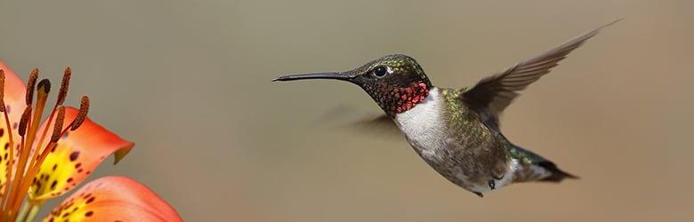 Colibri à poitrine rousse