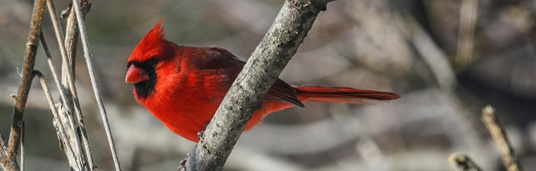 3 gâteries pour les oiseaux sauvages