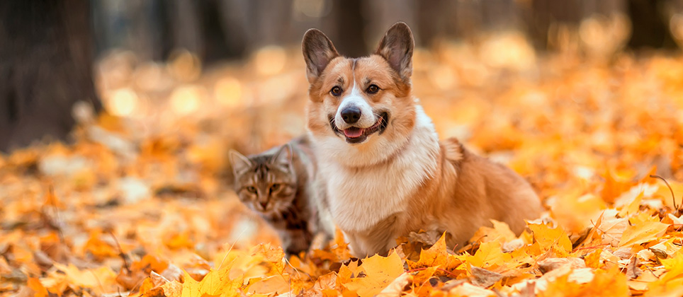5 ways to keep your cat or your dog happy this autumn
