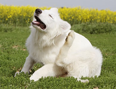 Dog scratching its ears