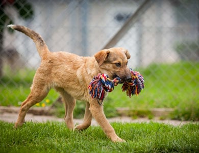 dog playing