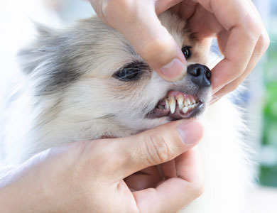 deux mains qui tiennent la gueule d'un chien pour montrer les dents