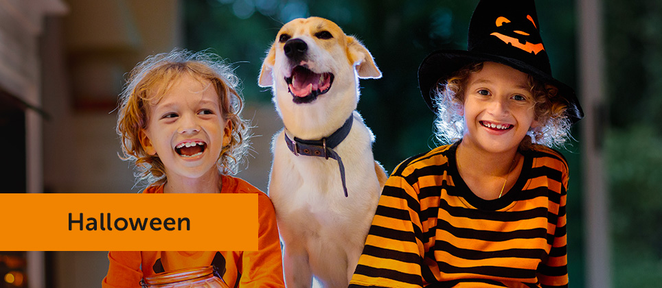 Halloween : 10 conseils pour garder votre animal en sécurité