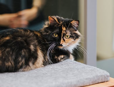 two colors cat in mondou's adoption zone