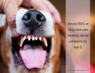 Nearly 80% of dogs and cats develop dental problems by age 3 