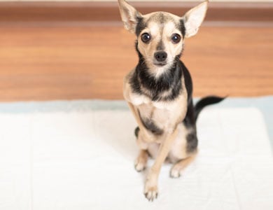 dog sitting on a training pad