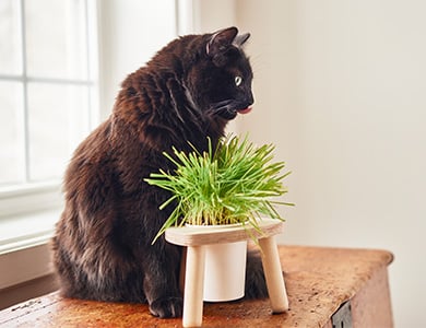 Chat avec de l'herbe à chat