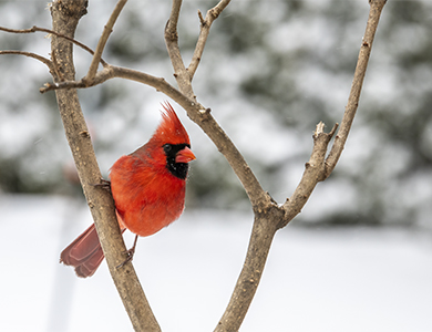 cardinal sur une branche en hiver