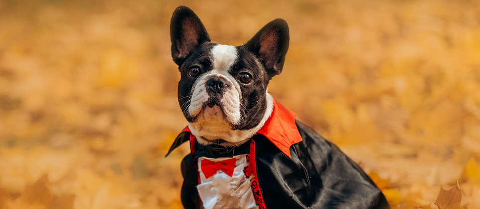 Bien choisir le costume d’Halloween de votre chien
