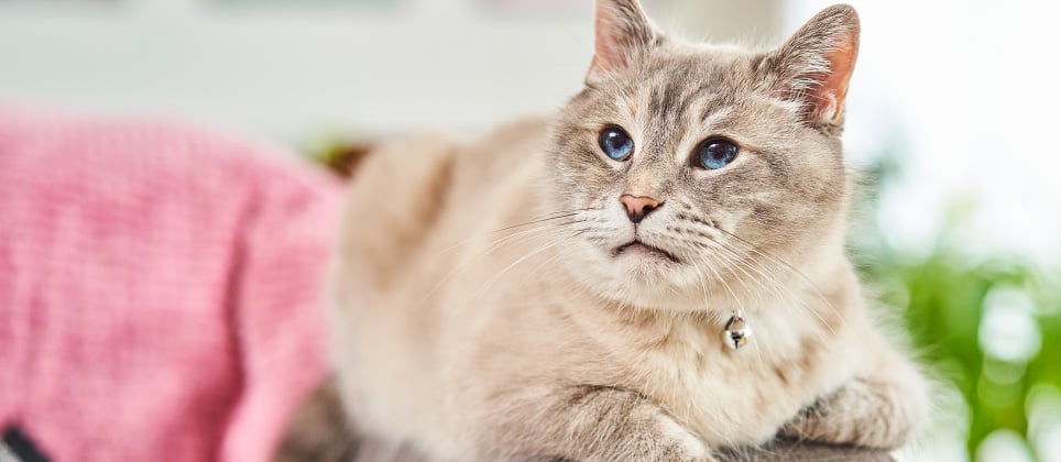 Est-ce que mon chat est rendu vieux? Comment le savoir