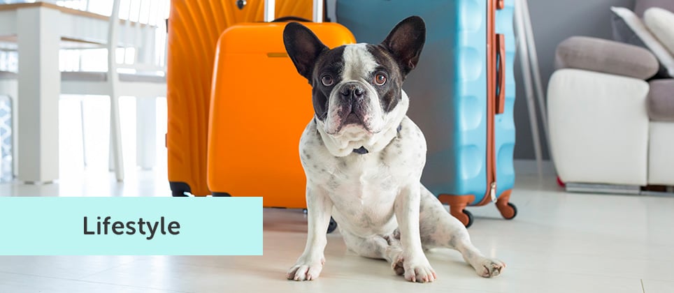 Travel in peace knowing your pet is in safe hands!