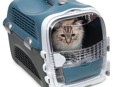 cat in a carrier