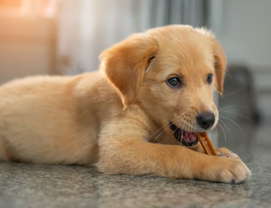 chiot golden retriever qui mâchouille un bâtonnet dentaire