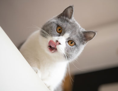 gray and white cat licking its lips