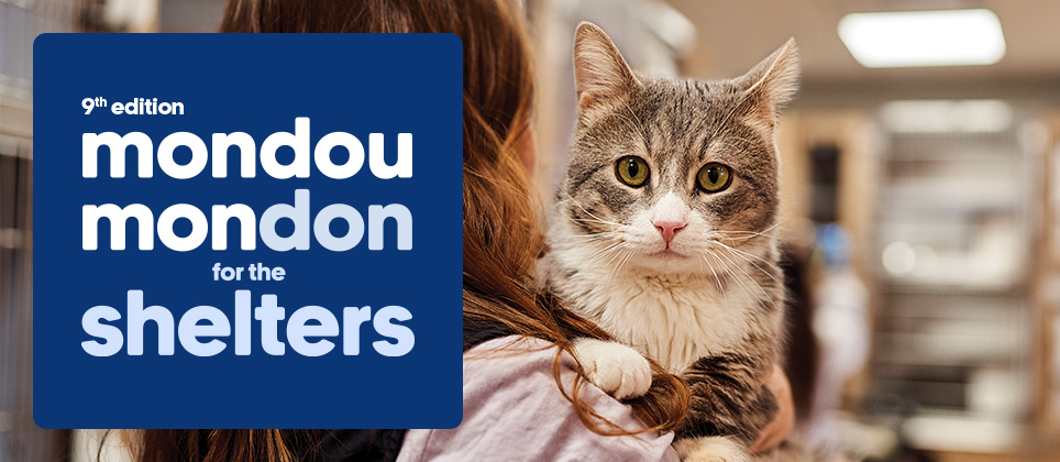 Here we go! The 9th edition of Mondou Mondon for the Shelters the is underway