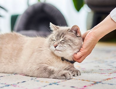 Vieux chat qui se fait flatter