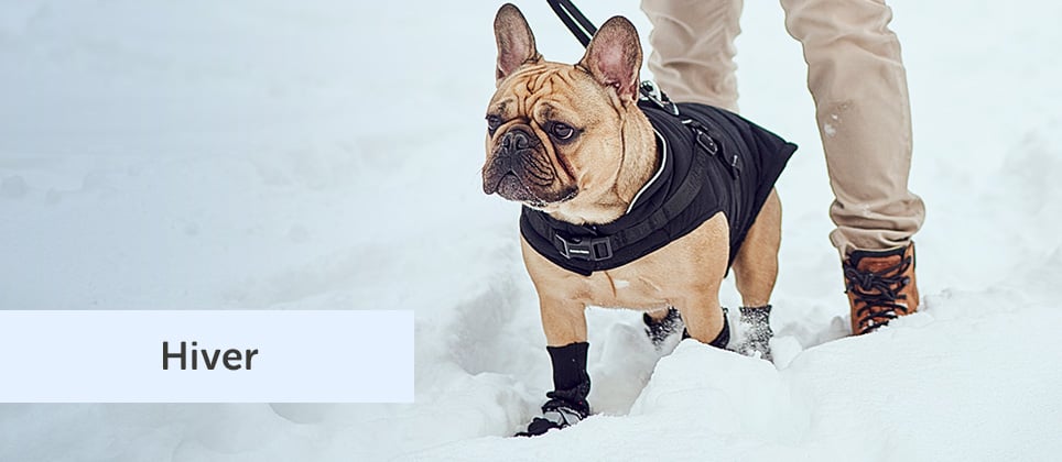 5 conseils pour profiter de l&rsquo;hiver avec votre chien