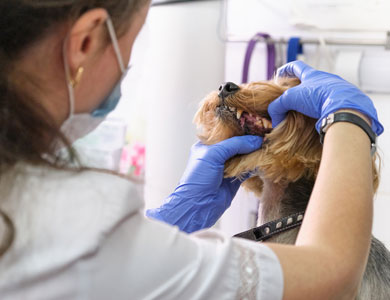 vétérinaire qui examine la bouche d'un chien