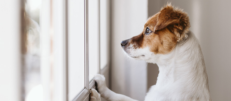 Can dogs be treated for separation anxiety?